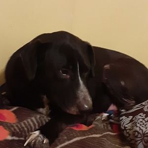 Meet your Posher, Thomas